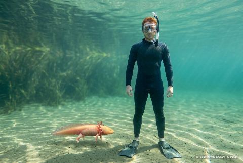 Axolotl, in “Axolotl vs person”