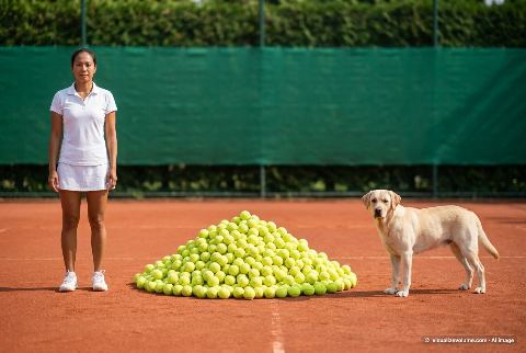 Labrador Retriever, in “What do 1,000 tennis balls look like?”