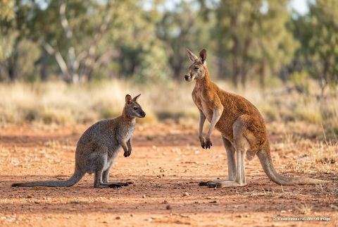 Red-necked wallaby, in “Wallaby vs kangaroo”