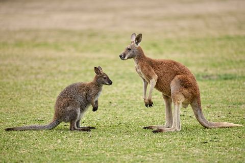 Wallaby vs kangaroo: size comparison