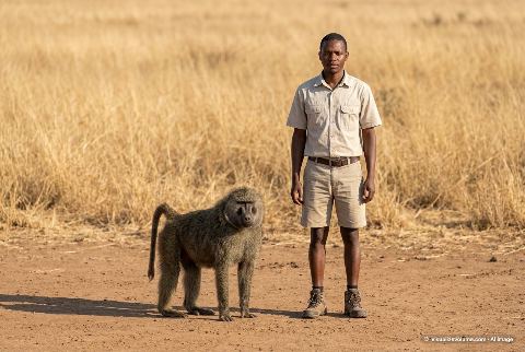 Olive baboon, in “Baboon vs person”