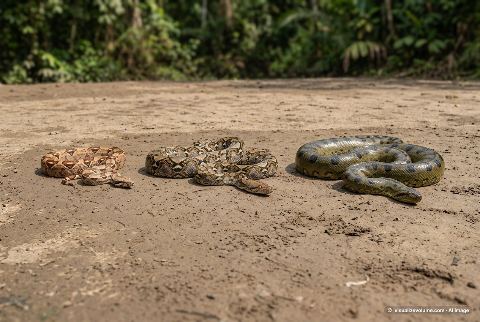 Burmese python, in “Boa constrictor vs python vs anaconda”
