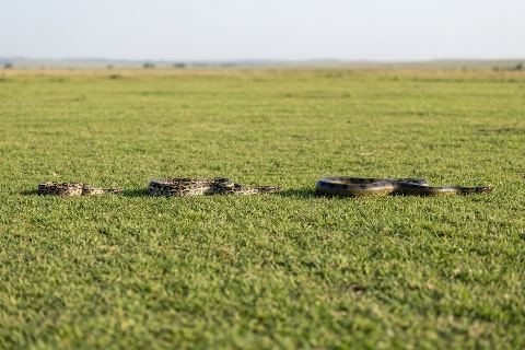 Boa constrictor vs python vs anaconda: size comparison