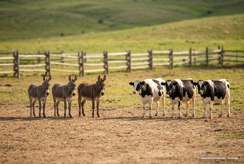 Domestic cow, in “3 donkeys vs 3 cows”