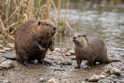 North American river otter, in “Beaver vs otter”