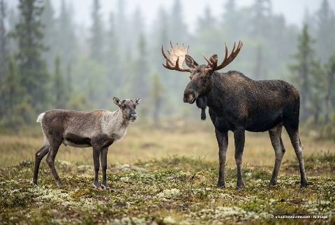Alaska moose, in “Caribou vs moose”