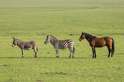 Donkey vs zebra vs horse: size comparison
