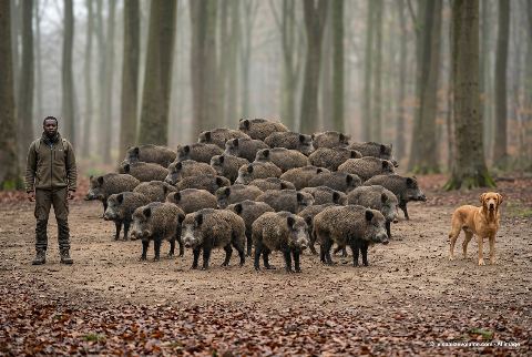 Labrador Retriever, in “What do 40 wild boars look like?”