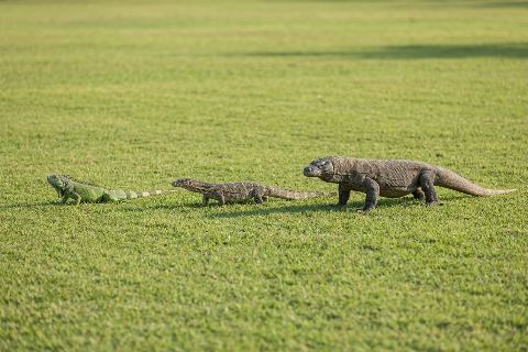 Iguana vs monitor lizard vs komodo dragon: size comparison