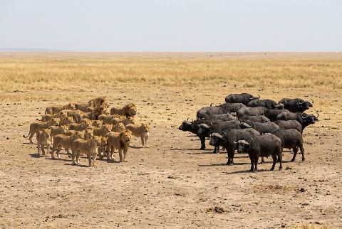 African lion, in “25 lions vs 20 buffaloes”