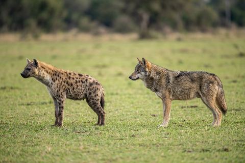 Hyena vs wolf: size comparison