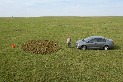 What do 2,000 monarch butterflies look like?