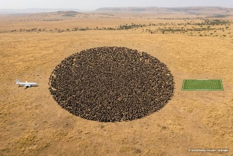 American football field, in “What do 1,000,000 baboons look like?”