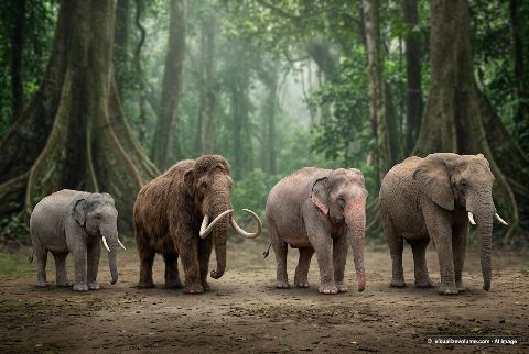 African bush elephant, in “Pygmy elephant vs woolly mammoth vs asian elephant vs african elephant”