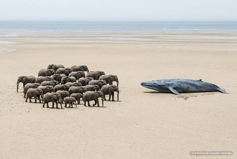 Blue whale, in “How many elephants weigh as much as a blue whale?”