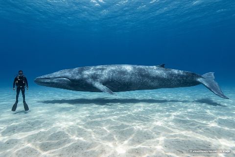Blue whale, in “Person vs blue whale”