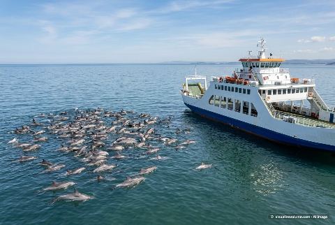 Common bottlenose dolphin, in “100 dolphins vs ferry”