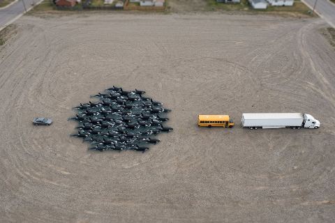 What do 50 killer whales look like?