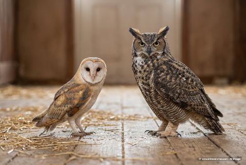 Western barn owl, in “Barn owl vs great horned owl”