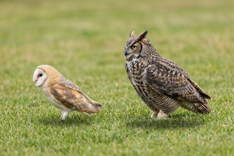 Barn owl vs great horned owl: size comparison