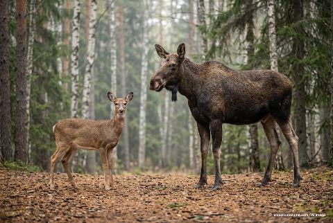 Alaska moose, in “Deer vs moose”