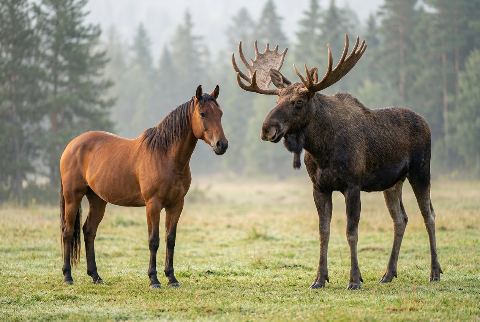 Domestic horse, in “Horse vs moose”