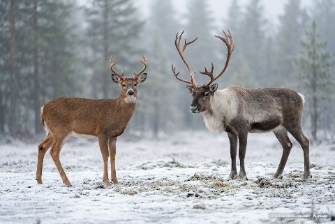 White-tailed deer, in “Deer vs reindeer”