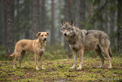 Domestic dog, in “Dog vs wolf”