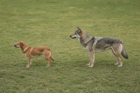 Dog vs wolf: size comparison