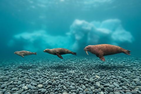 Harbor seal, in “Seal vs sea lion vs walrus”