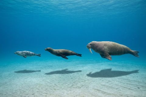 Seal vs sea lion vs walrus: size comparison