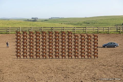 Sedan, in “What do 100 horses lined up in neat rows look like?”