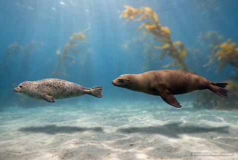 Harbor seal, in “Seal vs sea lion”
