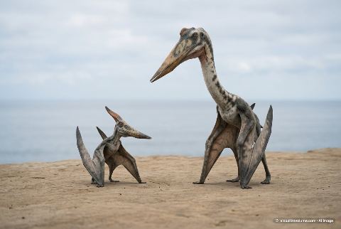 Pteranodon longiceps, in “Pteranodon vs quetzalcoatlus”