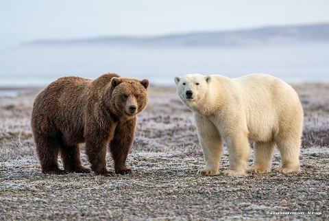 Polar bear, in “Kodiak bear vs polar bear”