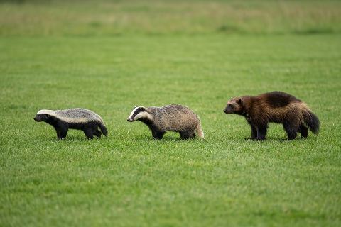 Honey badger vs badger vs wolverine: size comparison