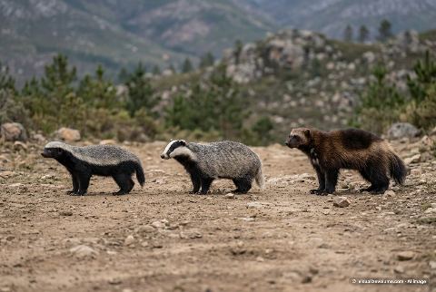 Wolverine, in “Honey badger vs badger vs wolverine”