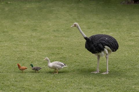 Chicken vs duck vs goose vs ostrich: size comparison