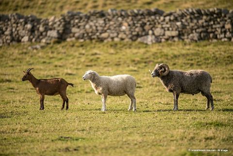 Domestic sheep, in “Goat vs sheep vs ram”