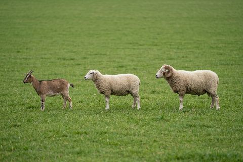 Goat vs sheep vs ram: size comparison