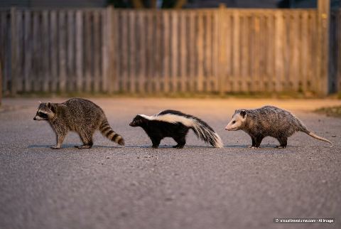 North American raccoon, in “Raccoon vs skunk vs opossum”