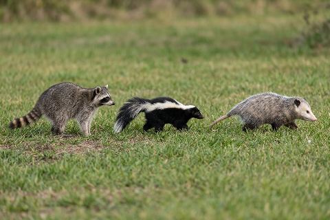 Raccoon vs skunk vs opossum: size comparison