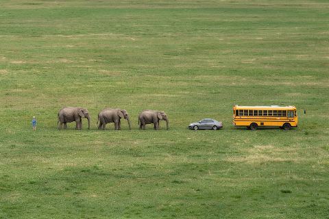 What do 3 elephants look like?