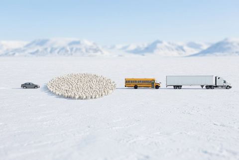 Semi-trailer truck, in “What do 1,000 samoyeds look like?”