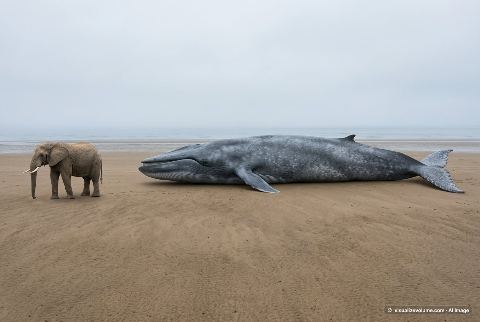 Blue whale, in “Elephant vs blue whale”
