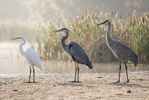 Great blue heron, in “Egret vs heron vs crane”