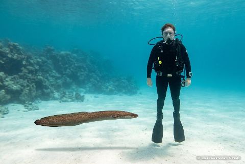European eel, in “Eel vs person”