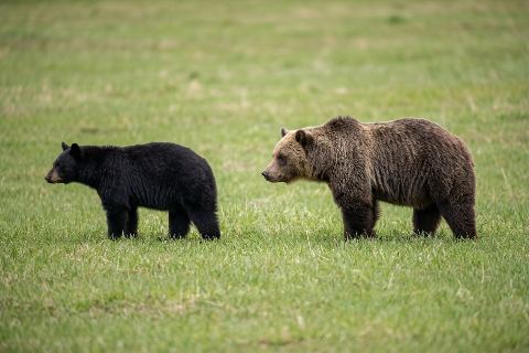 Black bear vs grizzly bear: size comparison