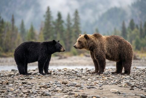 American black bear, in “Black bear vs grizzly bear”