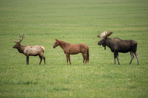 Elk vs horse vs moose: size comparison